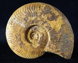 Harpoceras cf. nitescens STOLZ 1911 - Bild © FossNet FossilienStore